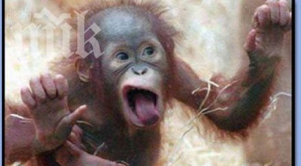 арестуваха маймунка джебчия айтос