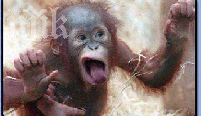 Арестуваха маймунка-джебчия в Айтос
