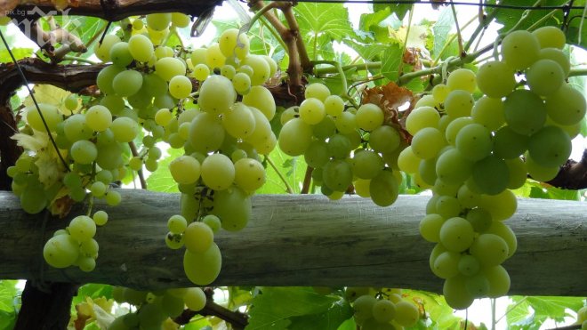 Инвестират 7 милиона евро в лозя