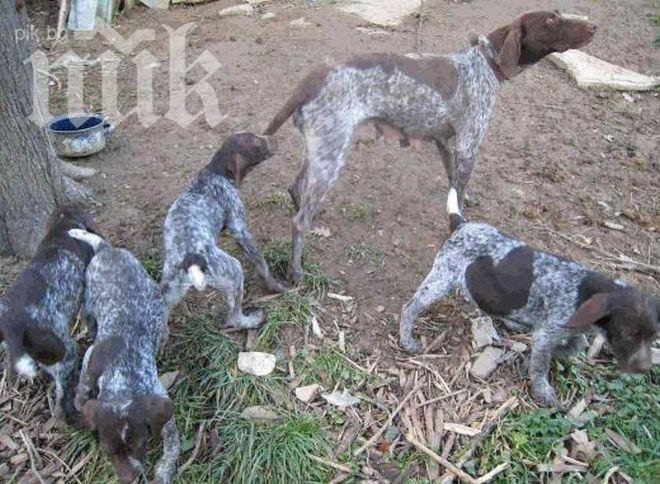 И осиновителите на бездомни псета се вдигат на протест