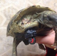 Сензация! Костенурка ползва за протеза колелце от 