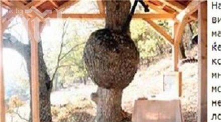 бременно дърво лекува безплодие