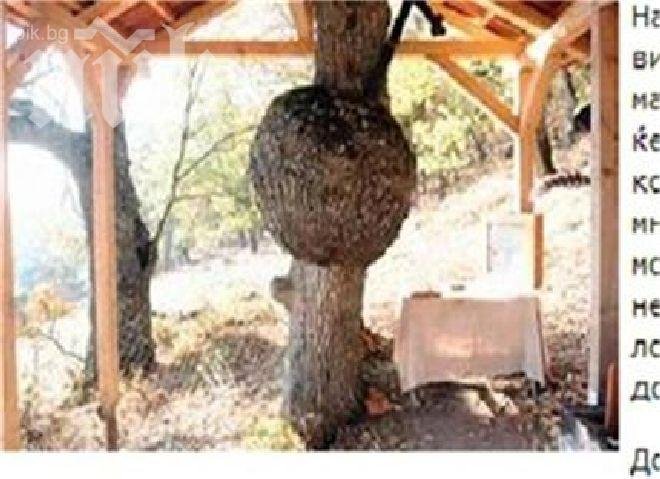 Бременно дърво лекува безплодие