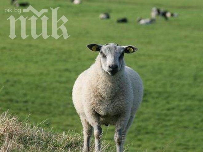 Животновъдите ще получат исканите 70% от субсидиите до края на 2013