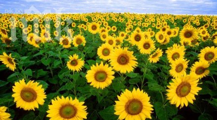 българия румъния вдигнаха прогнозата слънчогледовата реколта