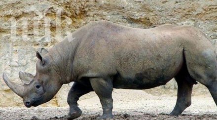 заради бракониерството изчезна поредният животински вид