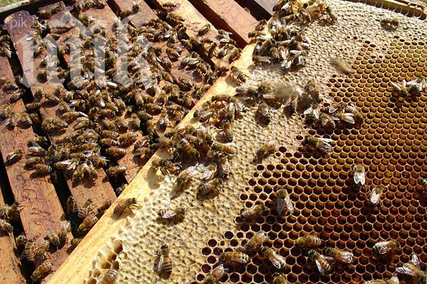 Кърлеж убил 40% от пчелите в Северна България
