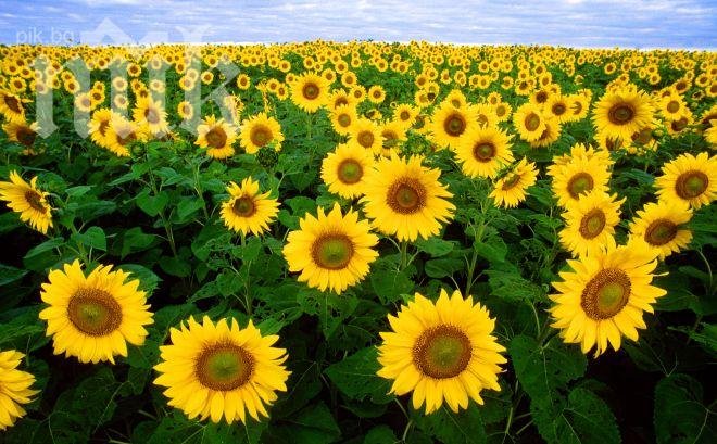 България и Румъния вдигнаха прогнозата за слънчогледовата реколта в ЕС