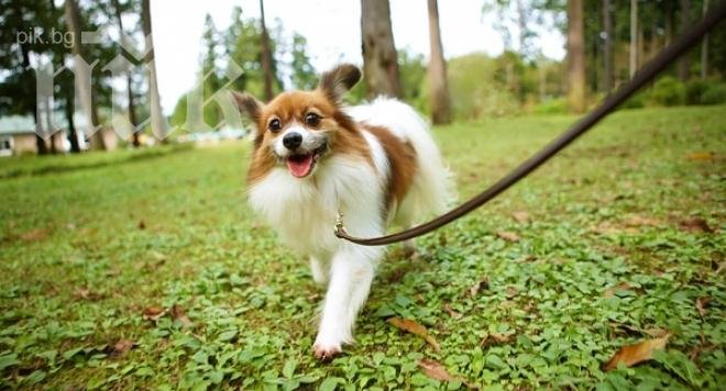 Градче за забавления на кучета се открива в Добрич