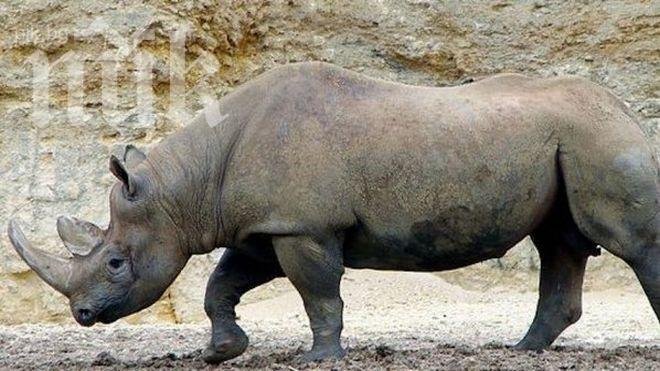 Заради бракониерството изчезна поредният животински вид