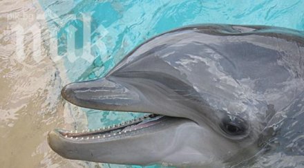 делфин мастурбира умряла риба видео