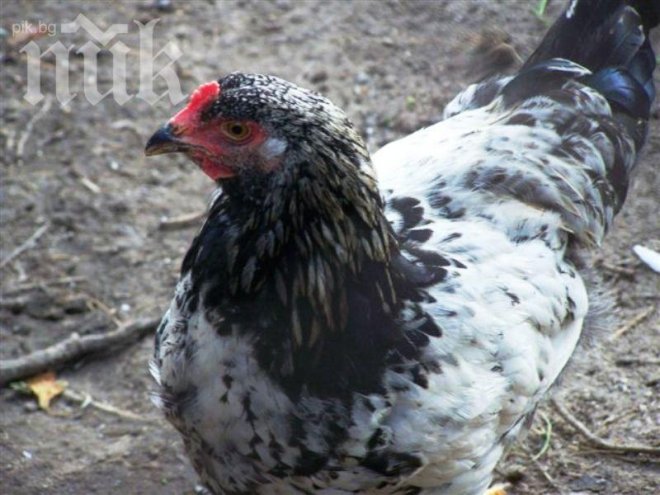 Съд прекръсти българката Галина, означавала кокошка на испански