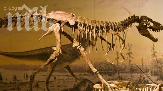 Продават вкаменелости на биещи се динозаври