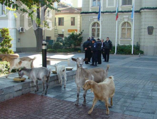 Зрелищно! Кози на протест в центъра на Пловдив (снимки)