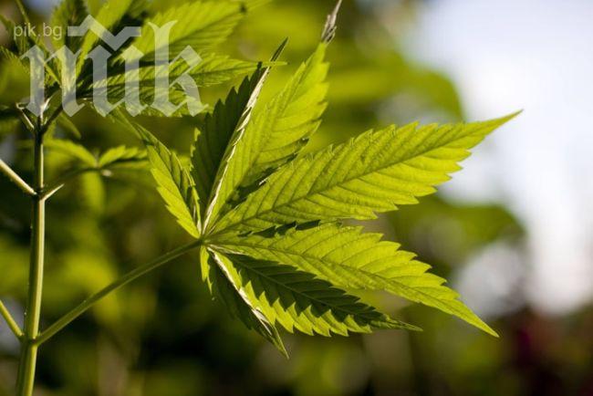 Албания залови 2,3 тона канабис