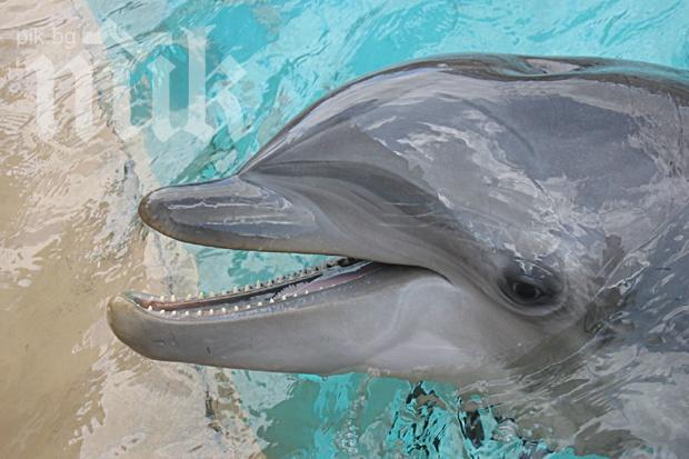 Делфин мастурбира с умряла риба (видео 18+)