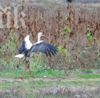 Самотен щъркел мръзне в Харманли