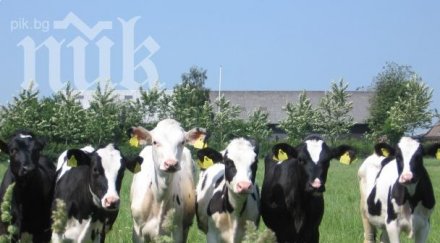 професор кравето мляко разболява рак
