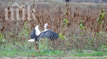 самотен щъркел мръзне харманли