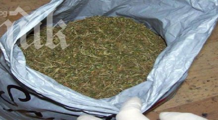 иззеха пликчета канабис