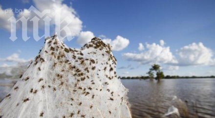 нашествие паяци изсели хиляди души