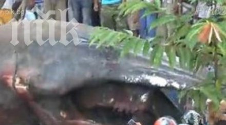 откриха чудовище гигант светът диви невероятно видео