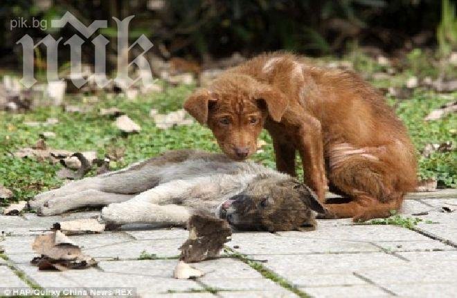 Пале скърби като човек за мъртва сестра (снимки)