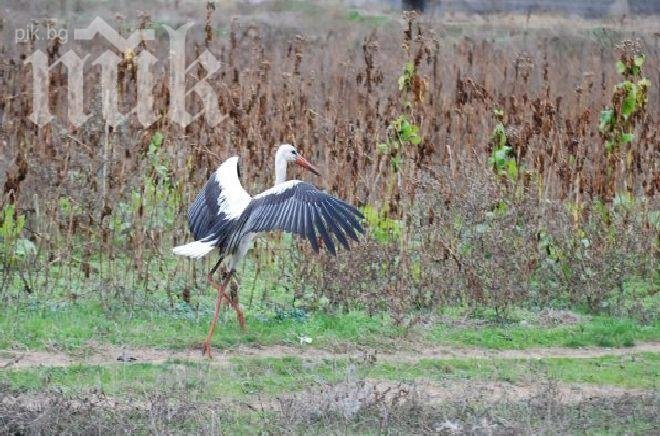 Самотен щъркел мръзне в Харманли