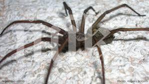 Жена остана без ухо след ухапване на паяк