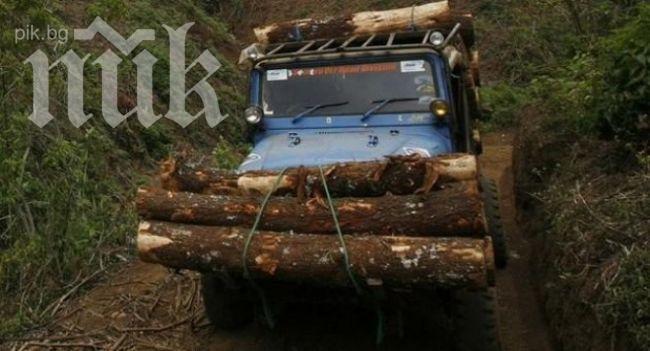 Спипаха незаконни дървосекачи