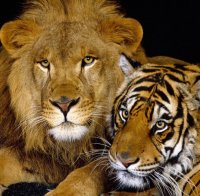 Босненци продават нелегално редки животни