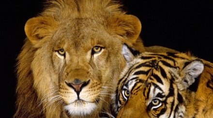 босненци продават нелегално редки животни