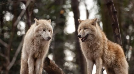 баба уби вълк голи ръце