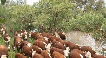 крадци добитък екзекутираха полицаи