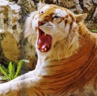 Лео ди Каприо дари $ 3 млн за непалските тигри