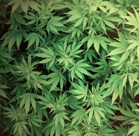 Канабис помага при епилепсия