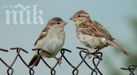 катастрофа врабчетата обречени изчезване