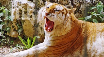 лео каприо дари млн непалските тигри