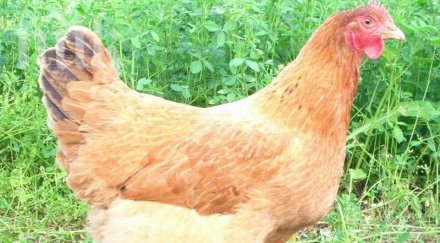 мъж направи курник центъра пловдив