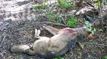 полицейски началник застреля кила вълк