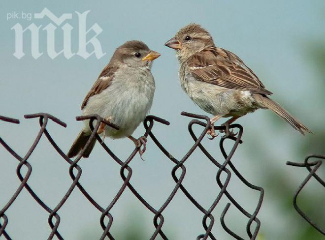 Катастрофа! Врабчетата обречени на изчезване