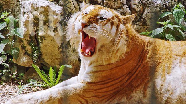 Лео ди Каприо дари $ 3 млн за непалските тигри