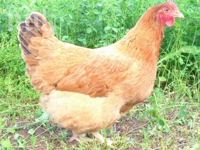 Мъж си направи курник в центъра на Пловдив