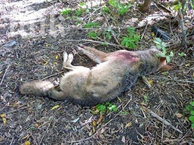 Полицейски началник застреля 40 кила вълк