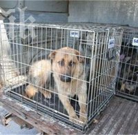 Община Благоевград вдига приют за кучета 