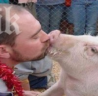 Млад мъж прави 2 години секс със свиня, тя му отхапва пениса