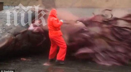 смайващо вижте гигантски кит изпуска сперма