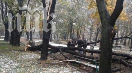 прогнило дърво падна момиче пловдивски парк уби