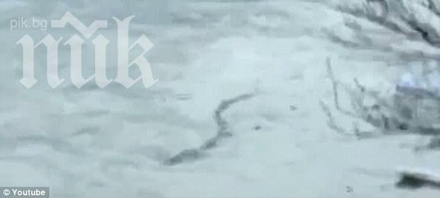 Ново чудовище-гигант пощури света! Вижте смразяващо видео!