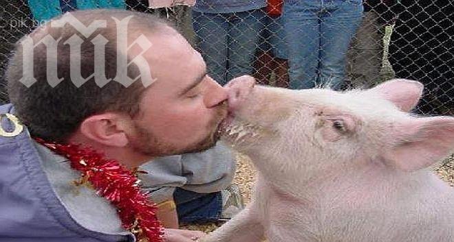 Млад мъж прави 2 години секс със свиня, тя му отхапва пениса